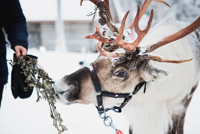 Arctic Circle Highlights Family Day By Minibus