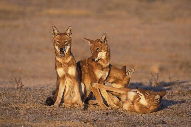 Bale Mountains National Park – 5 Day Tour