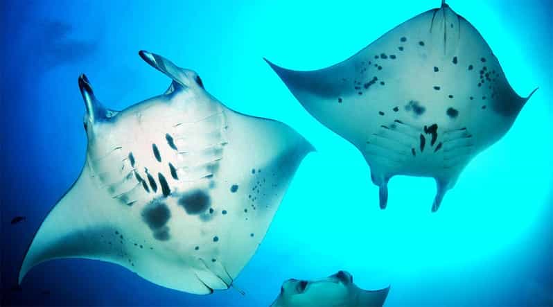 Bali: Nusa Penida Snorkeling Tour With Hotel Transfers