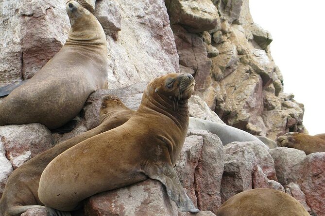 Ballestas Islands Tour for Passengers of the Puerto San Martin Cruise