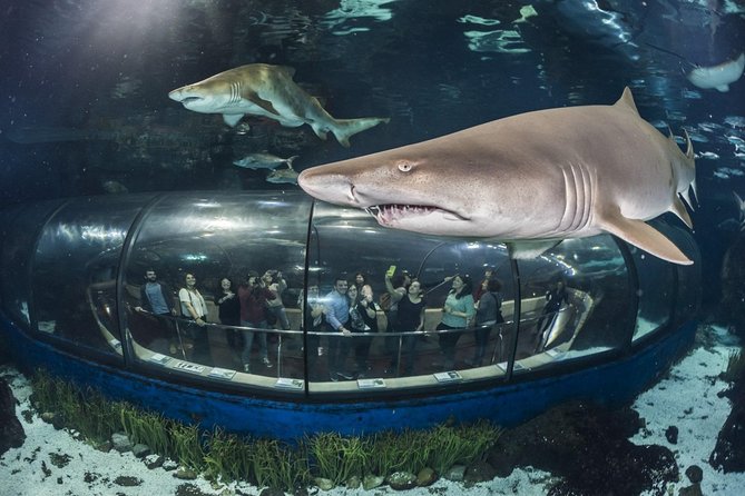 Barcelona City Tour Hop-On Hop-Off and Aquarium - Tour Overview