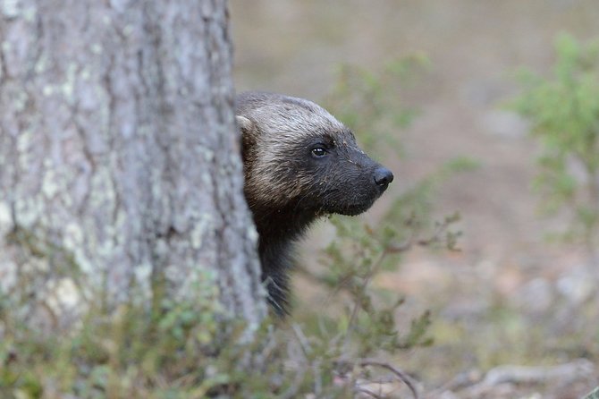 Bear Photography on Summer - About the Tour