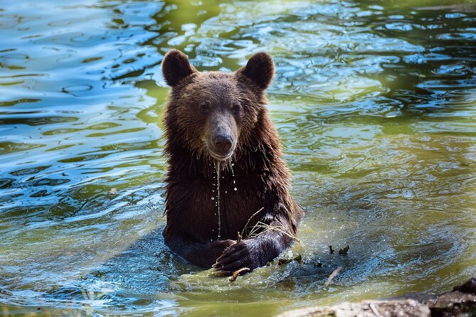 Bears Sanctuary & Dracula Castle – Tickets Included