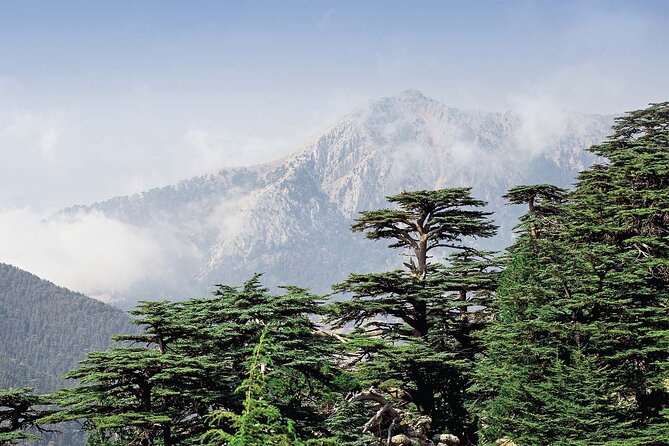 Beiteddine and Al-Chouf Cedar Reserve