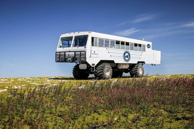 Belugas, Bears and Blooms in Churchill Manitoba
