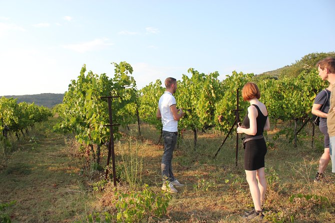 Berat Wine Tour Guided Winery Tour With Transfers and Tastings