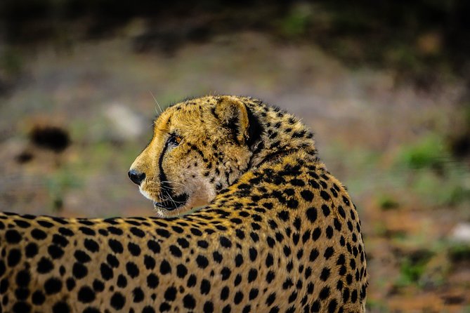 Best Tanzania Safari | 5 Days Tanzania Affordable Migration Safari