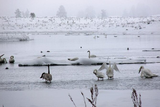 Beyond Yellowstone (Winter) – West Yellowstone Area Private Excursion