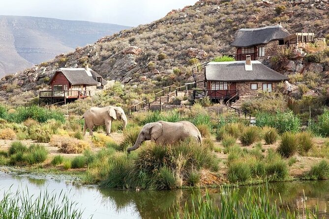 Big 5 Aquila Safari Half Day Tour and Wine Tasting