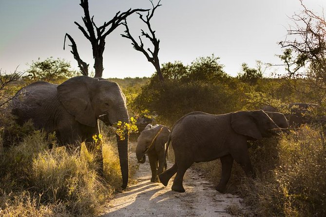 Big Five Afternoon Game Safari in Kruger National Park From Hazyview
