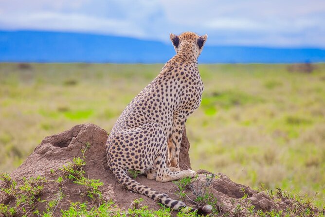 Big Five Classic Safari in Tanzania **Sustainable Travel Approach