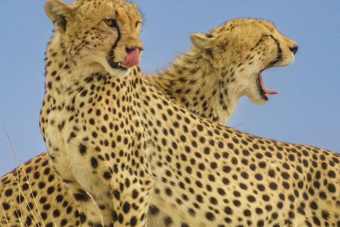 Big Five Luxury 7 Days Safari Tour in Arusha