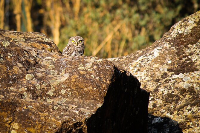 Bird Safari in Cazalla De La Sierra