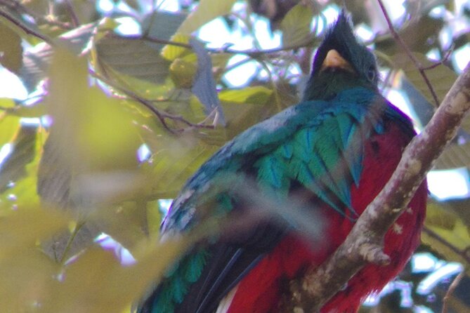Bird Watching in San Gerardo De Dota From San Jose/Alajuela