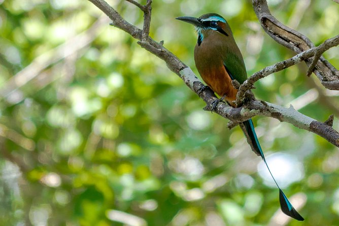Bird Watching in Sian Ka’an and Muyil Archaeological Site