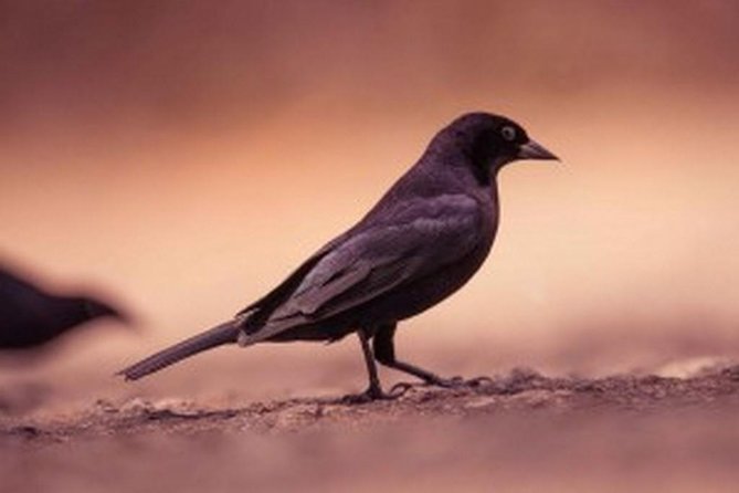 Bird Watching Tour in St Lucia
