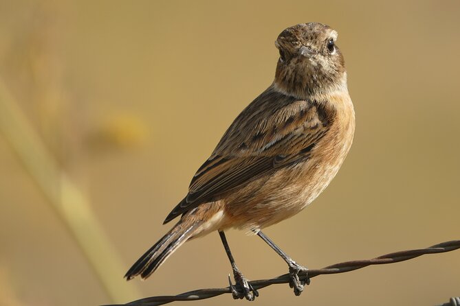 Birding Costa Del Sol Day Tour