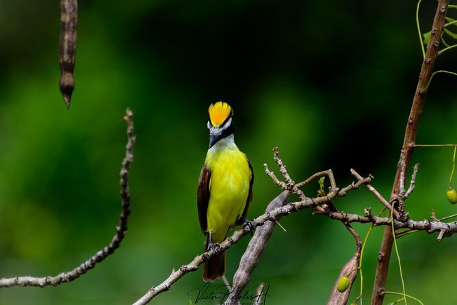 Birdwatching at the Mayan Cities With Certified Guide