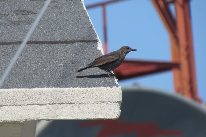 Birdwatching Day in the Monchique Hills