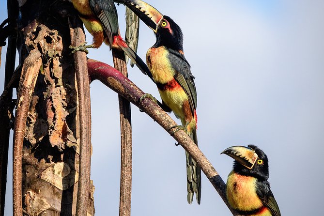 Birdwatching in Sian Ka’An and Muyil Archaeological Site From Tulum