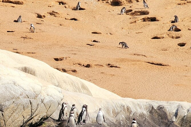 BirdWatching Mantagua Wetland&Penguins Cachagua Island From Valpo - Included Amenities