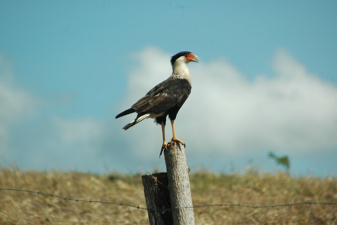 Birdwatching Tour