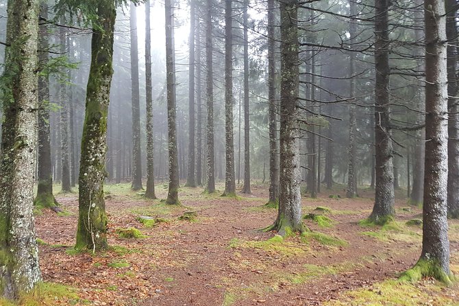 Black Forest Tour by Car: Baden-Baden to Freiburg or Vice Versa