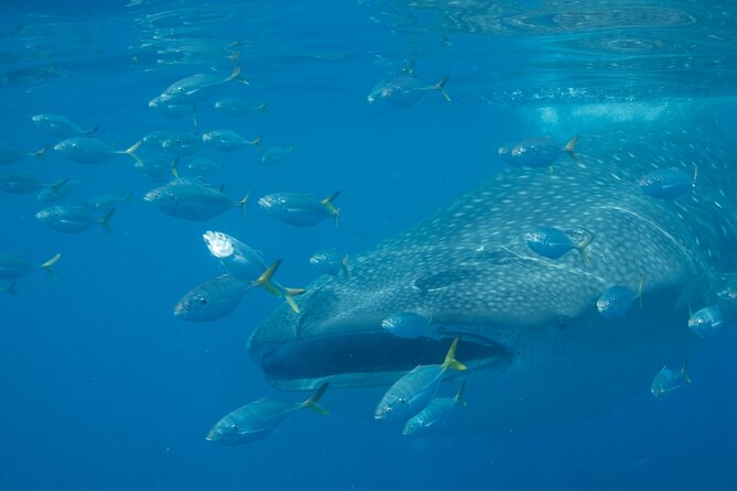 Boat Trip and Snorkeling at Daymaniyat Island - Overview of the Activity