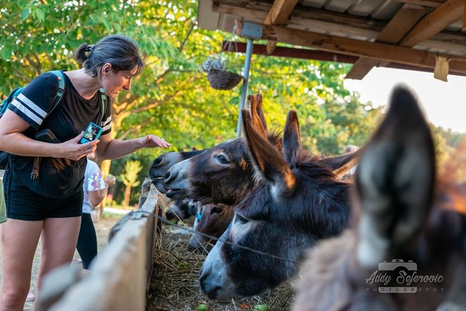 Book Your Donkey Farm Tour