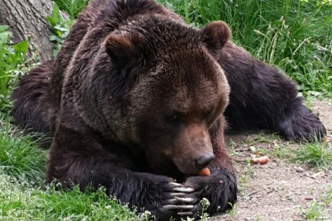 Brown Bear Sanctuary Tour From Brasov Entrance Ticket Guaranteed