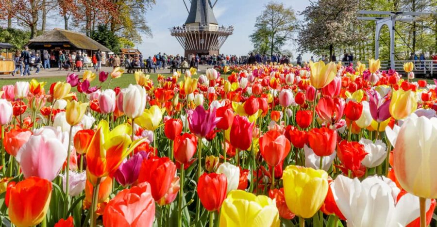 Brussels: Full-day Holland Guided Keukenhof & Windmills Tour