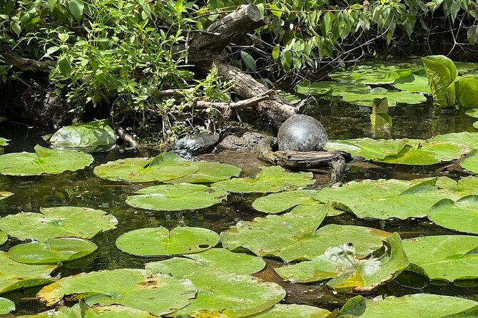 Buckhorn State Park Kayaking Tour Review