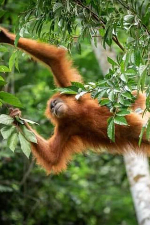 6 Best Tours In Bukit Lawang