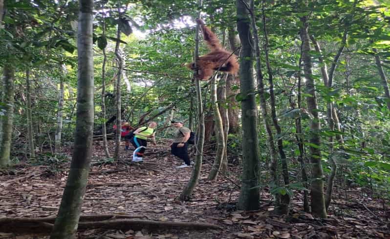 Bukit Lawang: Orangutan Tour & Wonderful Jungle View