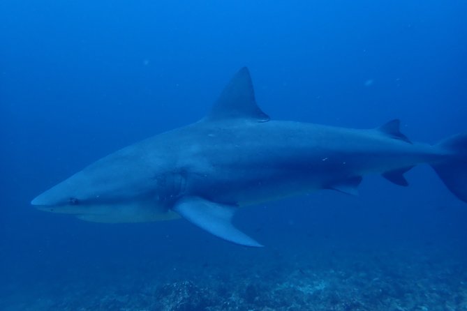 Bull Shark Experience
