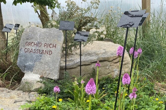 Burren Botany Experience