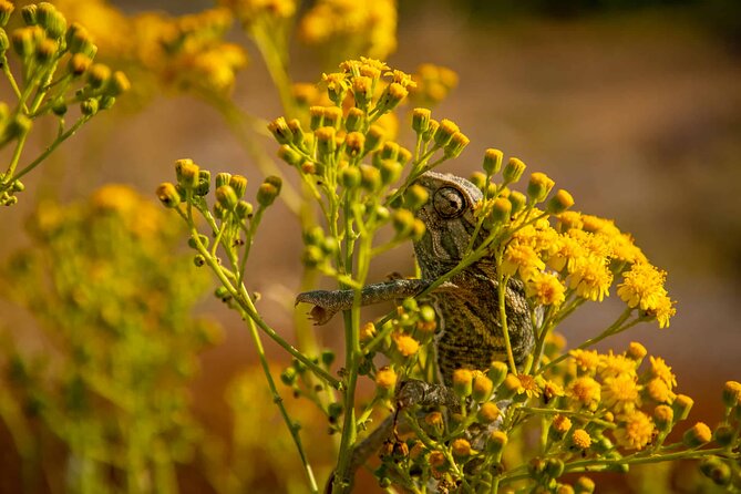 Buskett Woodlands and Dingli Cliffs Nature Walking Private Tour - Pricing and Inclusions