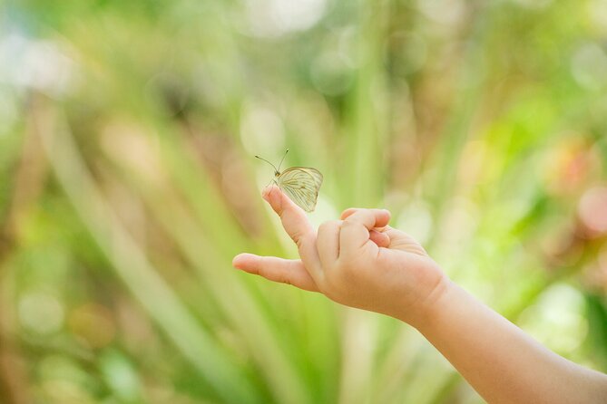 Butterfly Sanctuary Guided Tour in Puerto Vallarta - Overview of the Tour