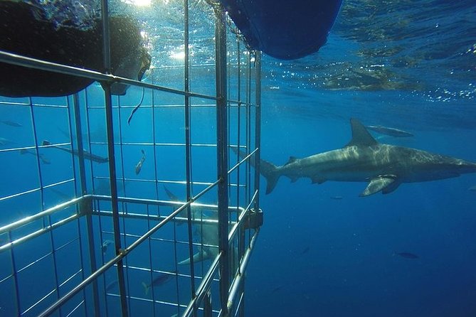 Caged and Cageless Shark Snorkelling on Durbans Aliwal Shoal - Experience Highlights