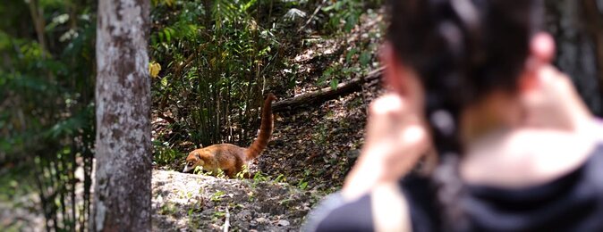 Calakmul Ancient Maya City Tour – From Campeche