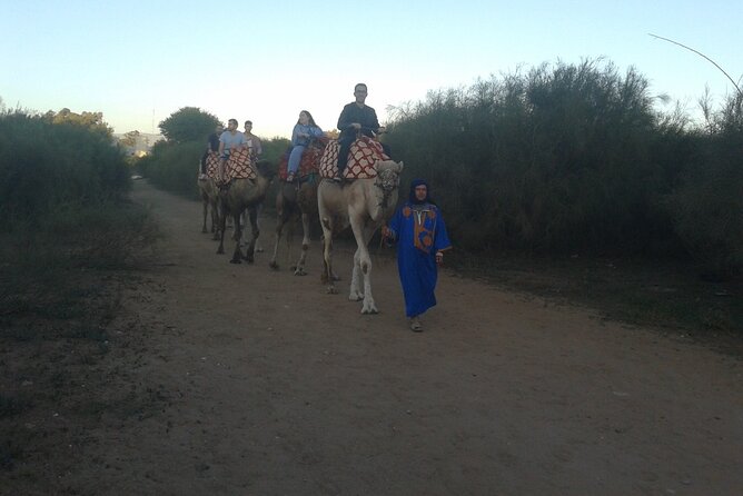 Camel Barbecue Sunset Agadir City