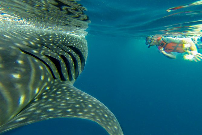 Cancun Whale Shark Tour With Transportation