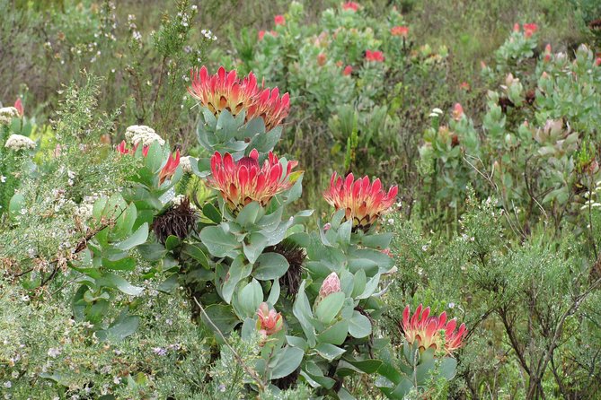Cango Caves,Swartberg Pass,Prince Albert & Meiringspoort Daytrip