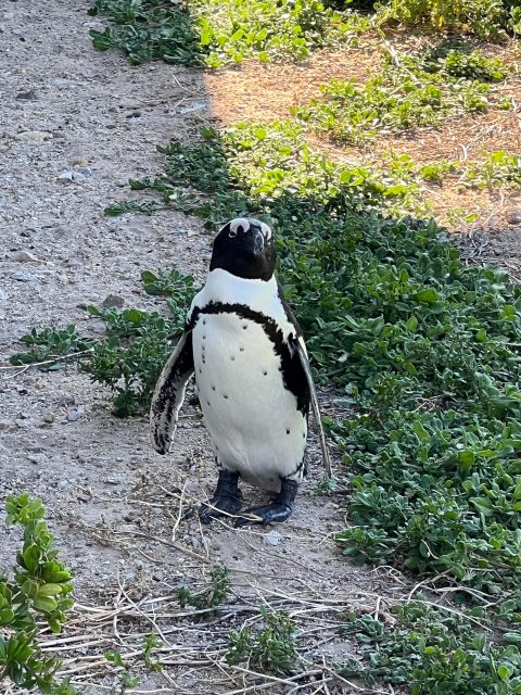 Cape of Good Hope and Penguins Private Tour With Entry Fees