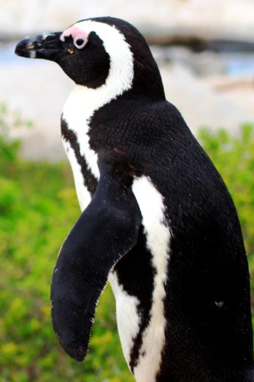 Cape Peninsula Half Day Tour