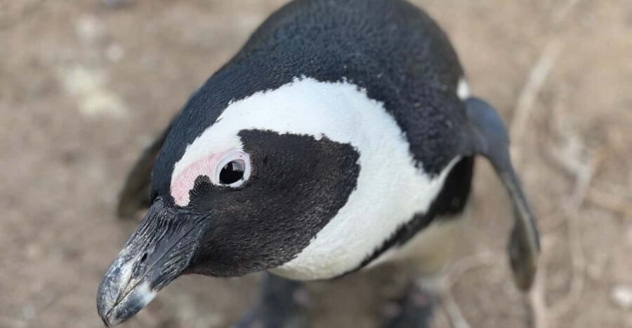 Cape Town: Cape Peninsula & Boulders Beach Private Tour