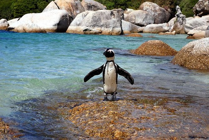 Cape Town: Cape Peninsula Half Day Private Tour