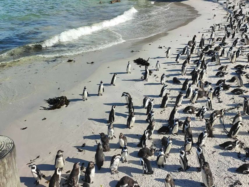 Cape Town: Cape Point, Penguin, & Table Mountain Tour