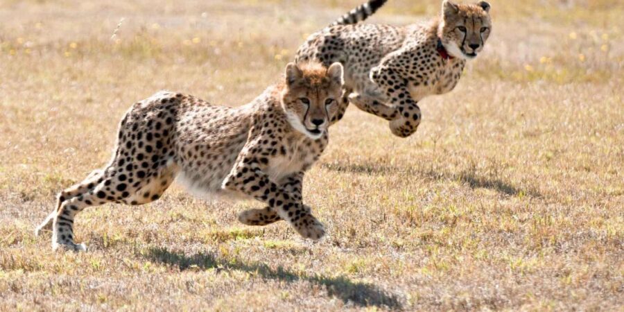 Cape Town: Cheetah Outreach and Winelands Private Tour