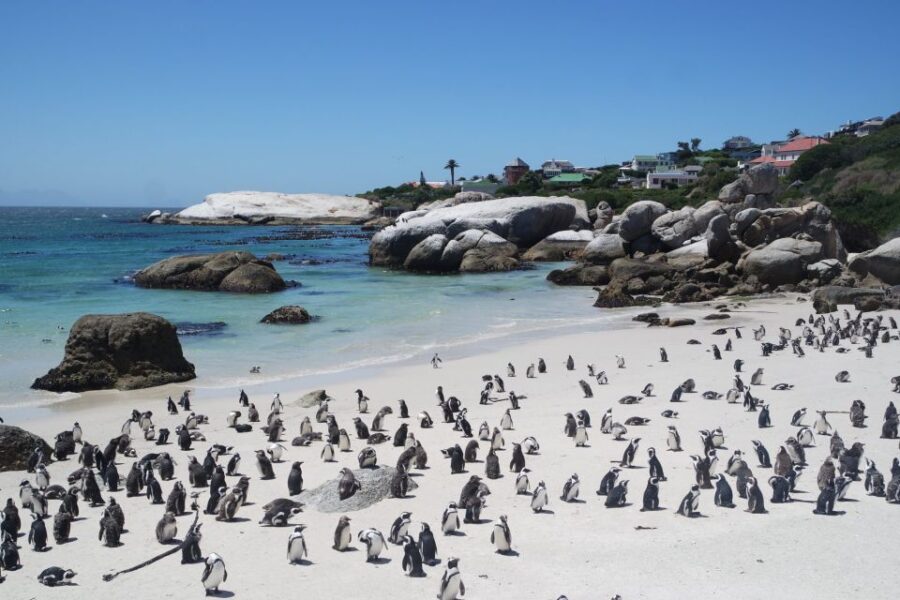 Cape Town: Full-Day Cape Peninsula Tour With Transfers